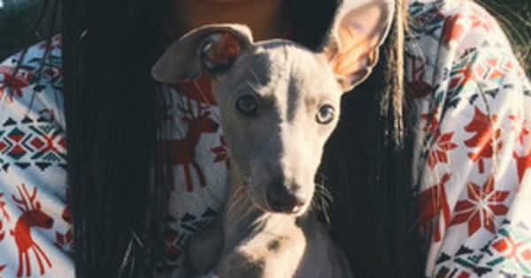 Kylie Jenner Gets Her Dream Dog An Italian Greyhound Puppy Named